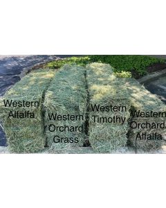 Western Alfalfa/ Orchard Grass Mix Hay - 2 String Bale